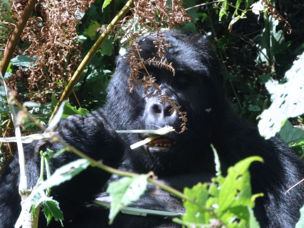 Of all wildlife sightseeing that which Uganda is perhaps most known for is its Gorilla Trekking