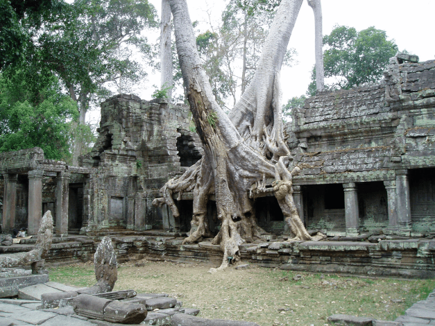 Cambodia has a number of fantastic sites to visit, the most incredible though are the Ruins of the Angkor Complex near Siem Reap