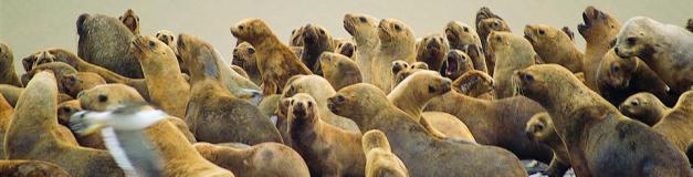 Sea life abounds in the region, and the smaller mammals often end up on the menu for the larger ones