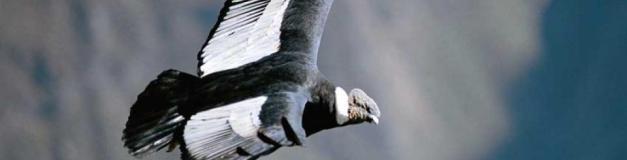The Andean Condor is amongst the largest birds in the world
