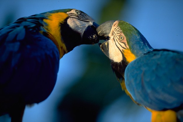 Manaus is the gateway to the Amazon and the perfect place to try some wildlife viewing