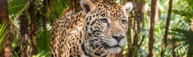 The Cockscomb Jaguar Reserve , the perfect place to possibly spot this elusive feline