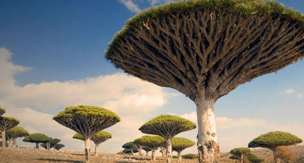 Socotra is known for its Dragon Blood Trees