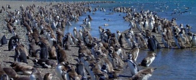 Penguins are just one species to be found in the Natural Reserve Ria Deseado