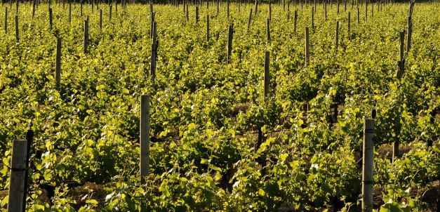 Join us as we sample the local wines of Santiago, Santa Cruz and the Curico Wine Route