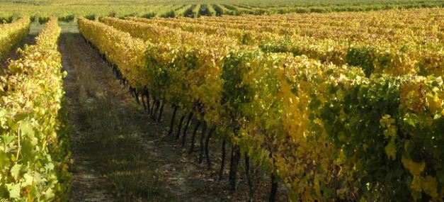 Chile is well known for its Wines