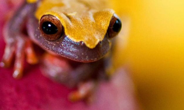 There are all sorts of wildlife viewing options available on an Amazon Cruise