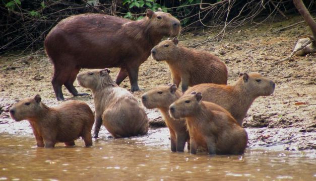 A stay at a jungle lodge is the perfect way to experience the Amazon and enjoy the unique array of wildlife