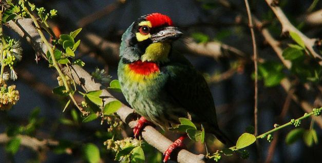 There are a number of bird-species to watch out for when in Myanmar