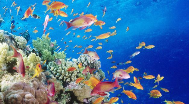 There is plenty to see when snorkeling in Dahab