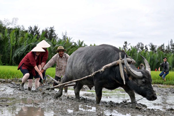 Experience Vietnamese Farm Life in Hoi An