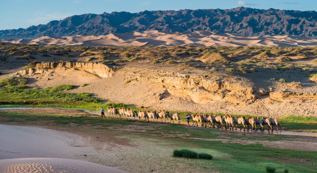 When one speaks of the Ships of the Desert it is the camel that they are referring too