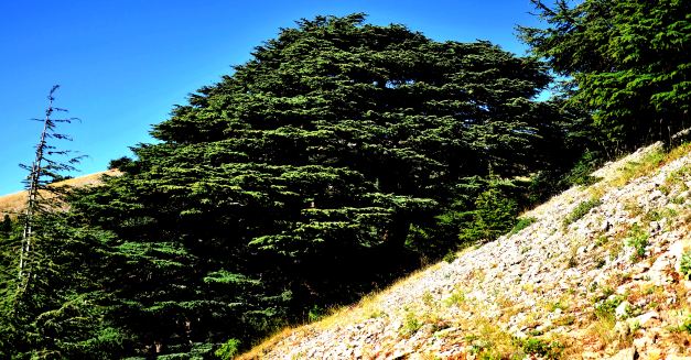 The Cedars are a national Symbol of Lebanon