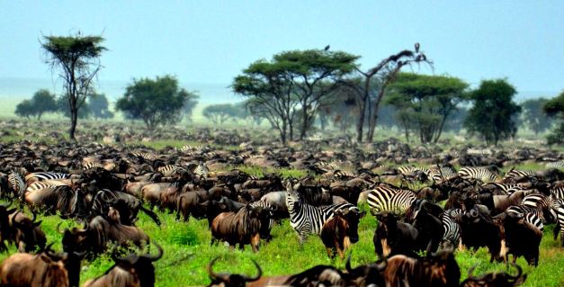 The Annual Migrations happen year round, it is a matter of planning when and where if you wish to experience them