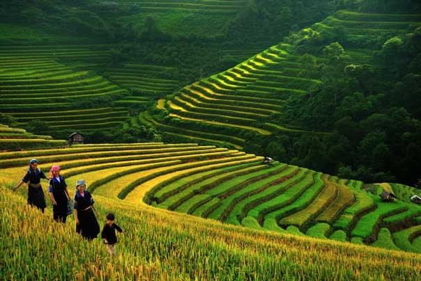 Rice Paddy fields in Sapa