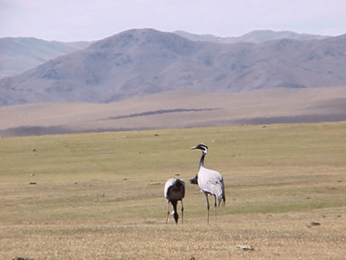 There is much more to Mongolia's bird life then their famed Eagles