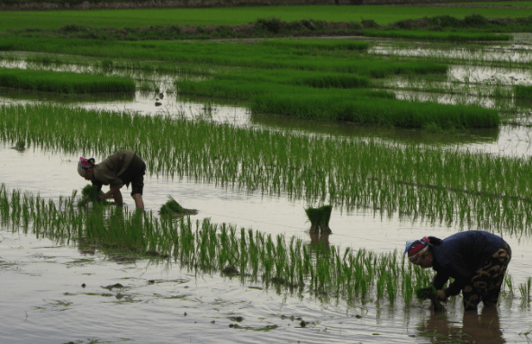 Farmers alongside the Red River Delta