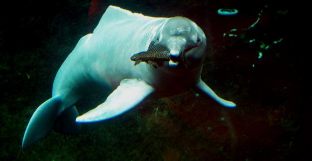 Some people whilst in Trinidad will take the opportunity to swim with Amazon River Dolphins