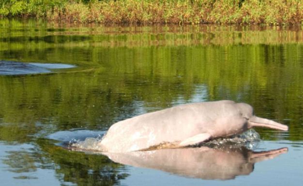 The Amazon River Dolphin with its pink skin is one of the more unique sighting opportunities you will have