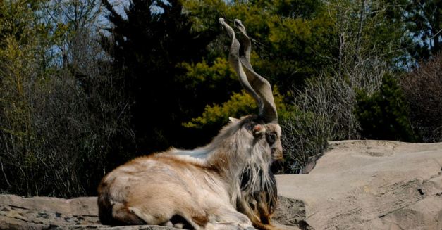 Currently Eco Centre "Jeyran" has been breeding such species listed in the Red Book of Uzbekistan and the Red List of the International Union for Conservation of Nature (IUCN) suck as the Markhor