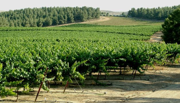 Vineyard in Israel