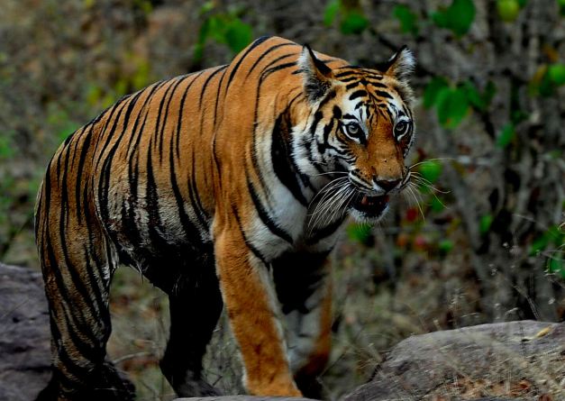 Bandhavgarh has the highest density of Bengal tigers known in the world