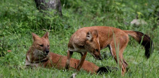 The Dhole is but one species you can see when on Safari in India