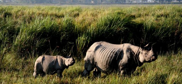 Take an Elephant back Safari in Kaziranga National Park and look for Rhino