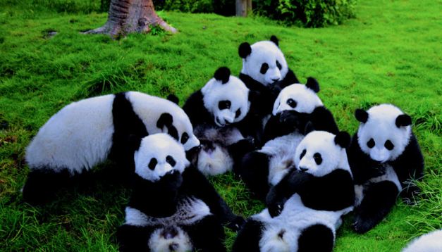 The Panda Rehabilitation Centre in Chengdu has had remarkable sucess at breeding this endangered species