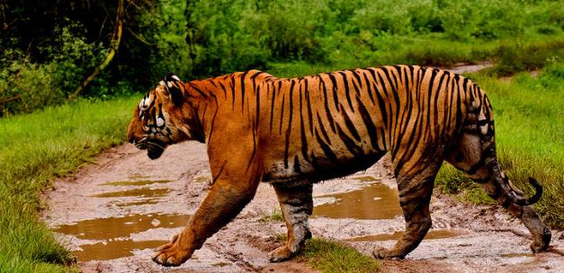 The Bengal Tiger is the most desired sight on Indian Wildlife Safari