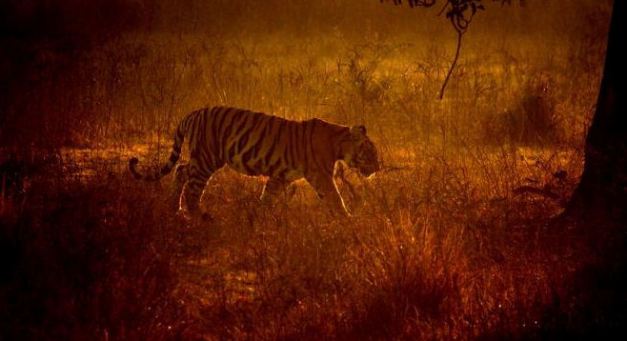 The Bengal Tiger .. Indias largest feline predator