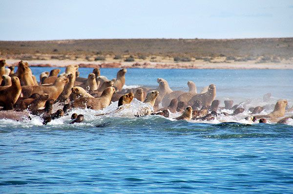 There is an incredible array of wildlife to see in the coastal regions of Argentina