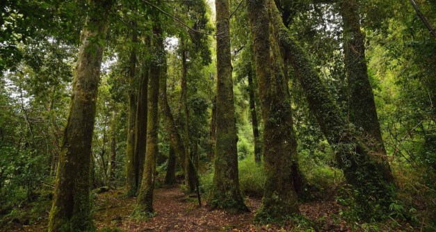 A.01-Home-Slide-Huilo-Huilo-Rain-Forest-Path