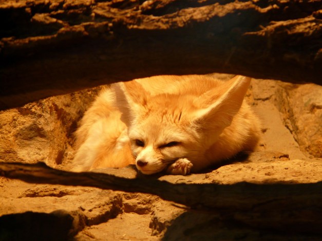 fennec-fox-77048_1920
